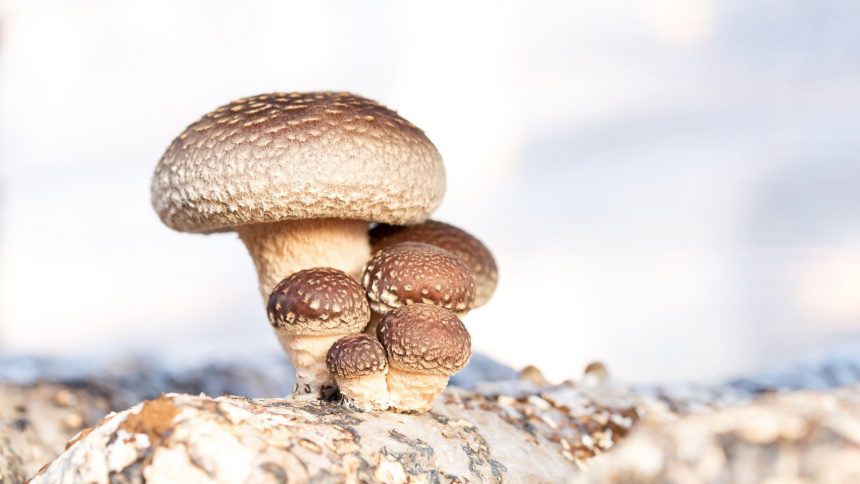 Vitalpilz Shiitake