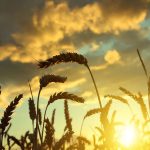Ist Weizen ungesund?