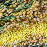 Hirse als Weizenersatz