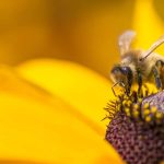 Biene beim Pollensammeln - Rettet die Bienen!