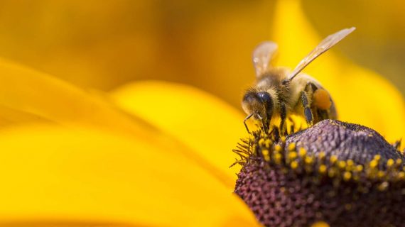 Biene beim Pollensammeln - Rettet die Bienen!