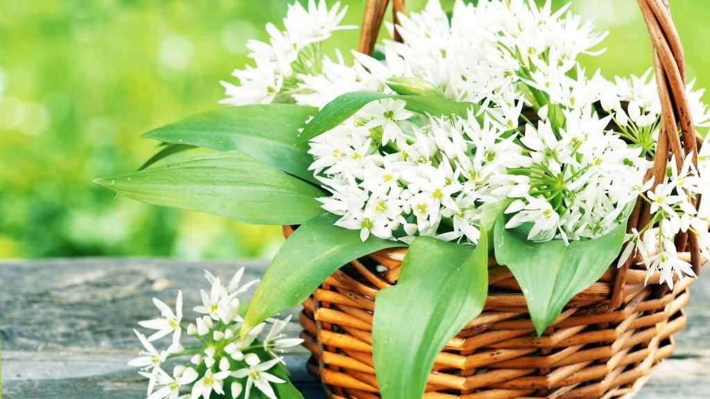 Das Wildkraut Bärlauch ist ein wahres Superfood | evidero