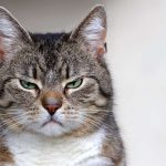 Wütende Katze? So kann man Wut rauslassen
