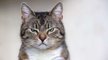 Wütende Katze? So kann man Wut rauslassen