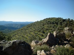 Olivenhain in Andalusien