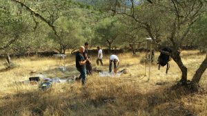 Olive Tree People bei der Arbeit