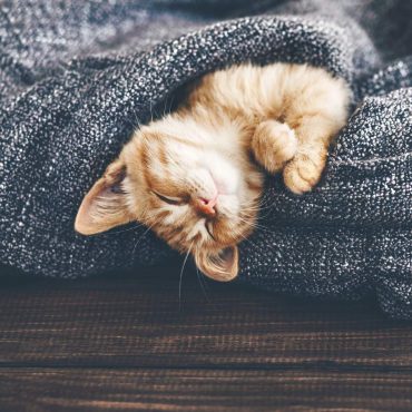 Kätzchen ist glücklich in einer Decke im Winter