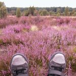 Reisetipps für den Herbst: Lüneburger Heide