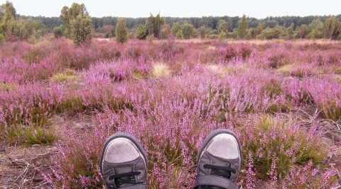 Reisetipps für den Herbst: Lüneburger Heide