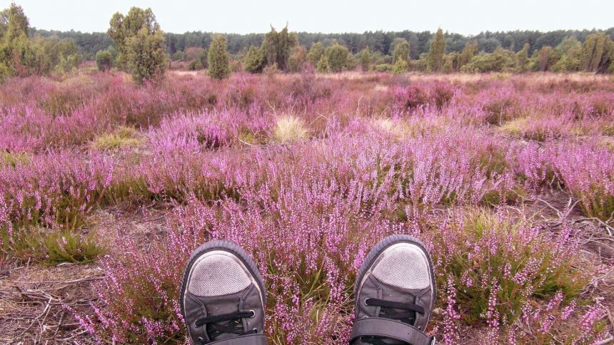 Reisetipps für den Herbst: Lüneburger Heide