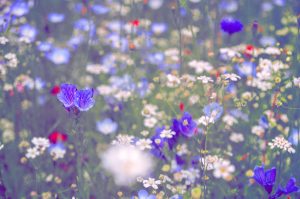 Feld voller Blumen