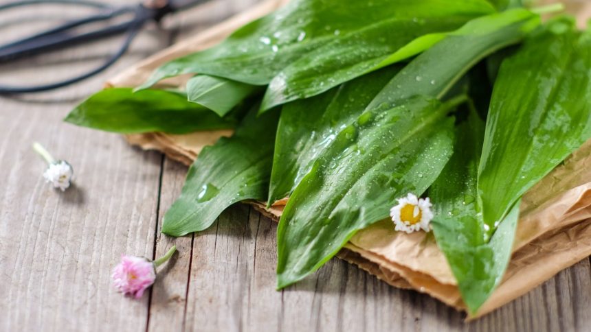 Bärlauchrezepte für den Frühling