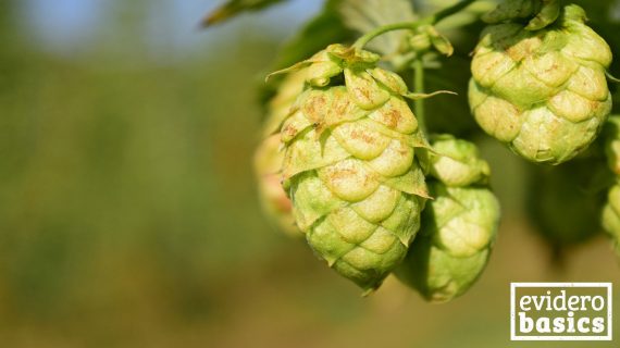 Hopfen hilft beim Einschlafen