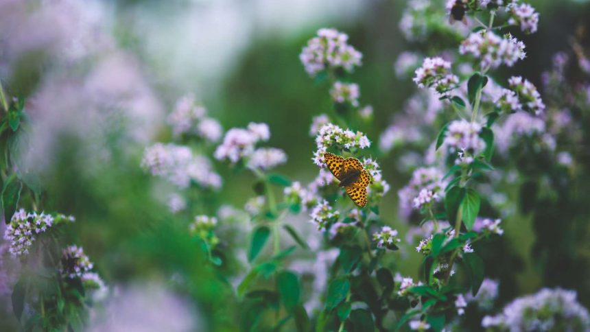 Pflanzliche Antibiotika - Oregano