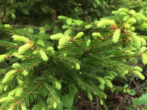 Junge Tannenspitzen im Wald