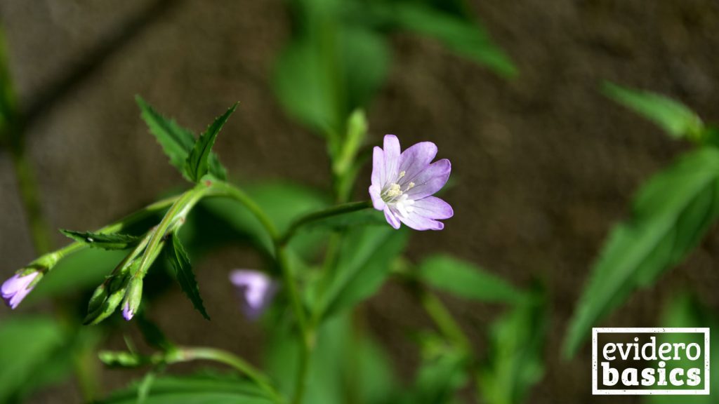 Das Kleinblütige Weidenröschen als Heilpflanze in der Naturheilkunde
