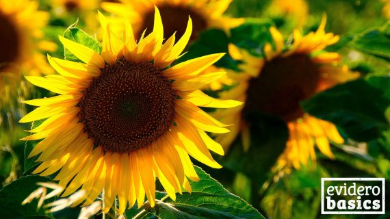 Sonnenblumenkerne und Sonnenblumenöl sind gesund