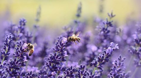 Die Geschichte der Bienen