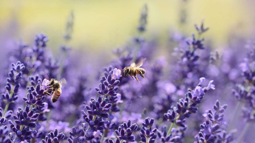 Die Geschichte der Bienen