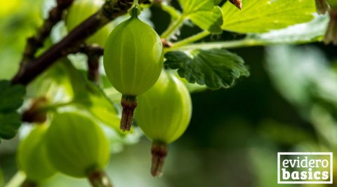 Alles über Stachelbeeren