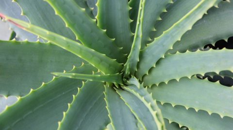 Aus Aloe Vera kann man Saft gewinnen