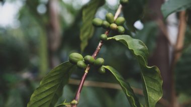 Kiwibeeren am Strauch