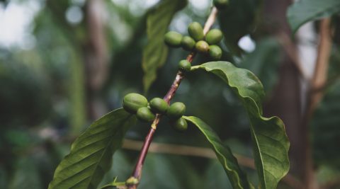 Kiwibeeren am Strauch