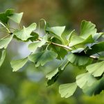 Ginkgo als Heilpflanze