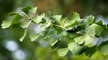 Ginkgo als Heilpflanze