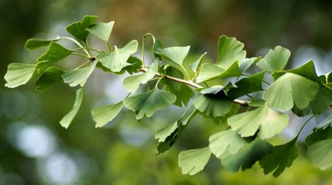 Ginkgo als Heilpflanze