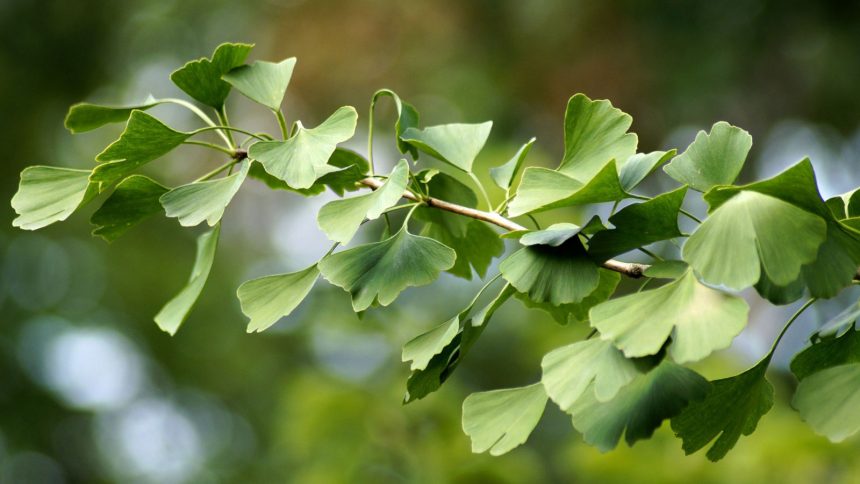 Ginkgo als Heilpflanze